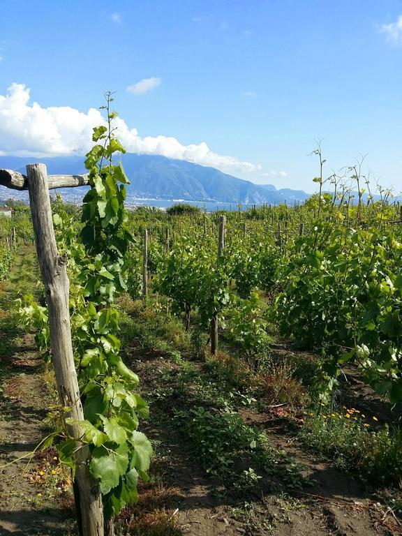 Vesuvio Inn Guest House E Wine Experience Boscotrecase ภายนอก รูปภาพ